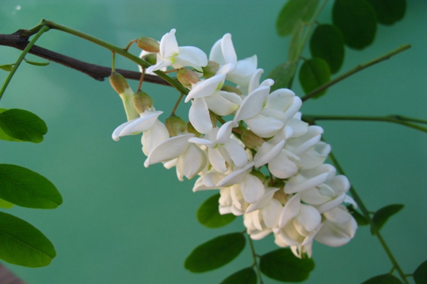 槐花.jpg