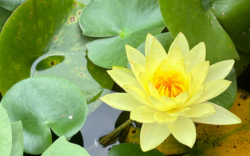 荷花 (1).jpg