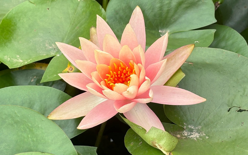 荷花 (2).jpg