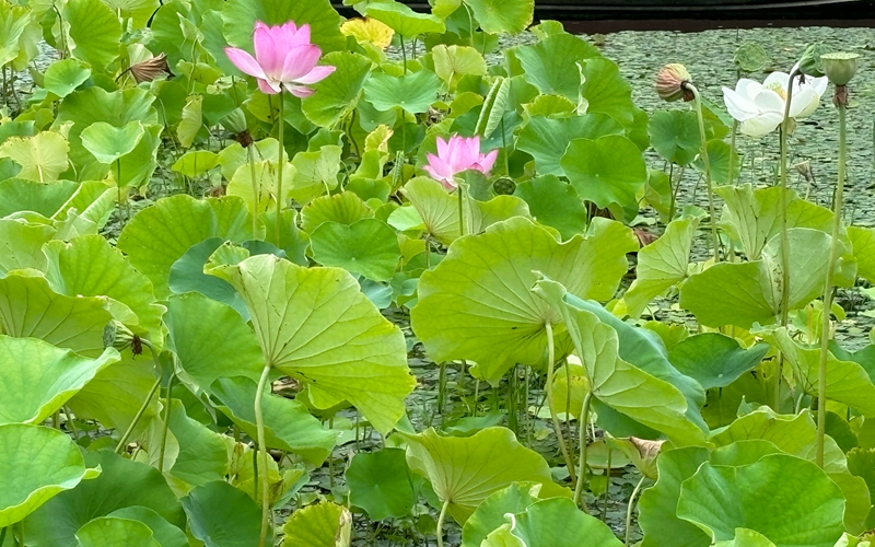 荷花 (3).jpg
