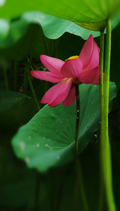 刘元利   “廉“心 (4).jpg